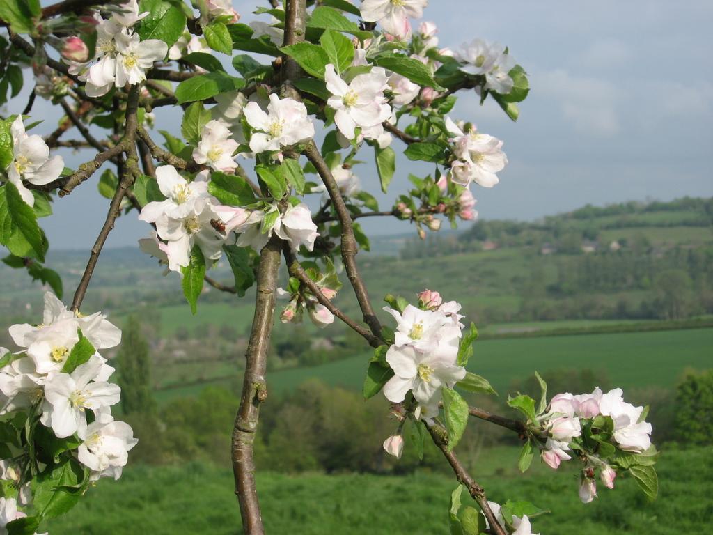 La Boursaie Bed & Breakfast Livarot-Pays-d'Auge Exterior foto